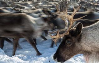 网红驯鹿吃瓜视频在线观看,萌态十足引网友热议