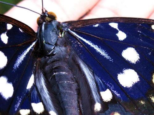 日本国蝶,翩翩起舞的生态画卷