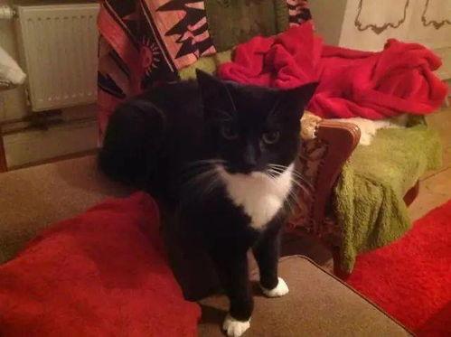 黑喵女污大人视频,揭秘网络红人的魅力与争议