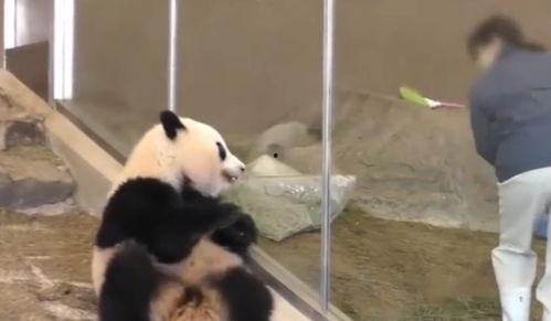 日本奶妈出奶汁,揭秘日本独特育儿文化